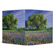 Live Oak & Texas Paintbrush, and Texas