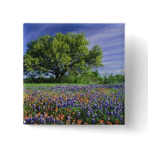 Live Oak & Texas Paintbrush, and Texas