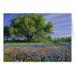 Live Oak & Texas Paintbrush, and Texas Greeting Cards