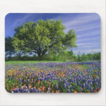 Live Oak & Texas Paintbrush, and Texas