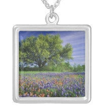 Live Oak & Texas Paintbrush, and Texas