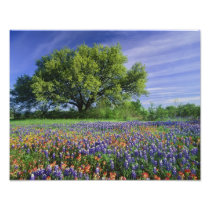 Live Oak & Texas Paintbrush, and Texas