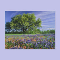 Live Oak & Texas Paintbrush, and Texas postcards