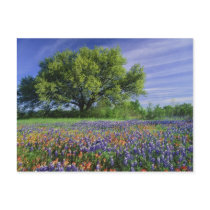 Live Oak & Texas Paintbrush, and Texas