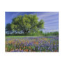 Live Oak & Texas Paintbrush, and Texas
