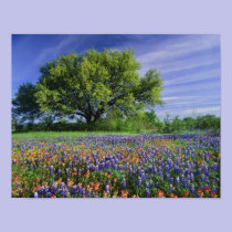 Live Oak & Texas Paintbrush, and Texas posters