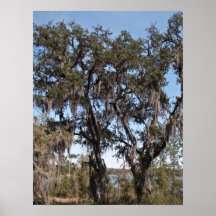 Live oak tree in river banks against the blue sky posters