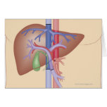 Liver Transplant Procedure Greeting Cards