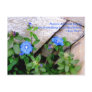 Living Garden Corner/Wu Wei Post Cards