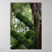 Living Oak Poster