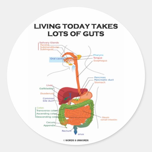 Living Today Takes Lots Of Guts (Digestive System) Round Stickers