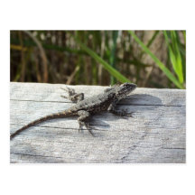 Lizard At Henlopen, Delaware Post Card