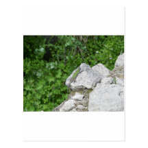 Lizard Basking In The Sun Postcard