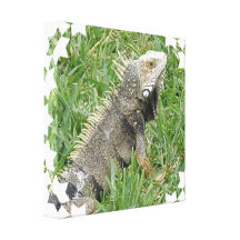 Lizard Canvas Print