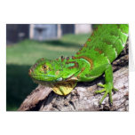 LIZARD! CARDS