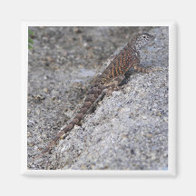 Lizard Fridge Magnets