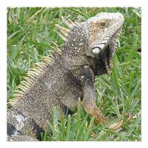 Lizard Invitations