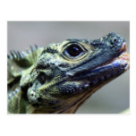 Lizard is there someone out there post cards