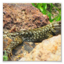Lizard Named Smith Photo
