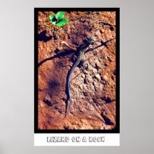 Lizard On A Rock Poster