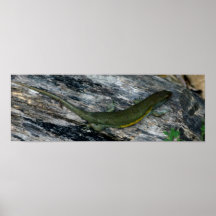 Lizard on rock posters