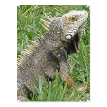 Lizard  Postcard