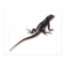 LIZARD POSTCARD