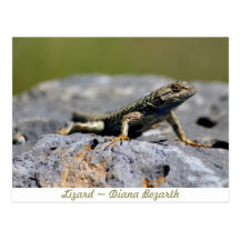 Lizard Postcards