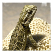 Lizard Species Invitations