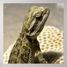 Lizard Species Poster