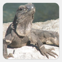 Lizard Square Stickers