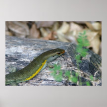 Lizard's Head Print