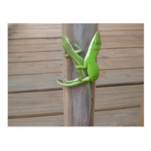 Lizards in Love Postcard
