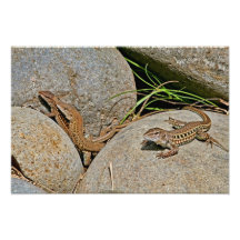 Lizards Mating Art Photo