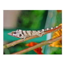 Lizzard Postcard