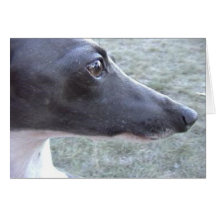 Lizzie's Close-up Cards