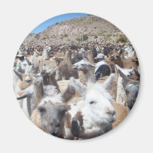 Llama Disco Magnets