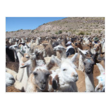Llama Disco Post Card