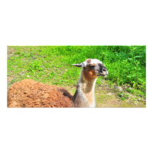 Llama Full Color Rack Card