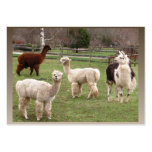 Llama Melange ~ ATC Business Card