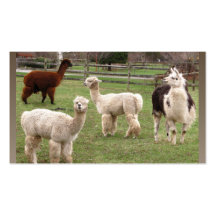 Llama Melange ~ biz card Business Card Templates