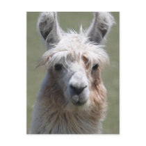 Llama Post Cards