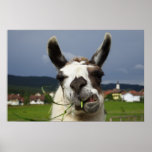 Llama Posters
