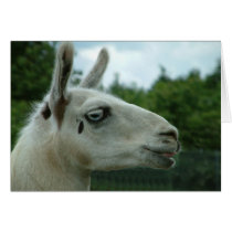 Llama Smiling Greeting Cards