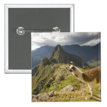 LLamas and an over look of Machu Picchu, Pin