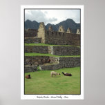 Llamas of Machu Picchu  Peru Print
