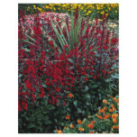 Lobelia speciosa, Cordyline australis, Viola "pada Full Color Flyer
