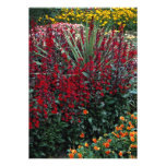 Lobelia speciosa, Cordyline australis, Viola "pada Custom Announcements