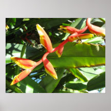 Lobster-claw Poster
