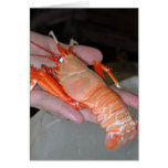 Lobster Infant Greeting Card